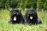 BOUVIER DES FLANDRES 505